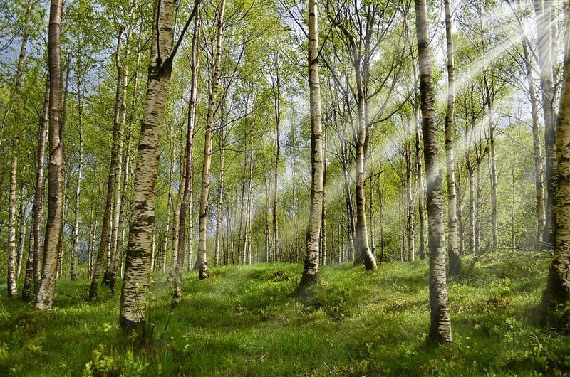Les allergies printanières démarrent plus tôt : comment s'en protéger